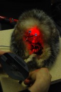 Integration Animal, life simulating object by Daphne Keramidas and Tine Tillmann