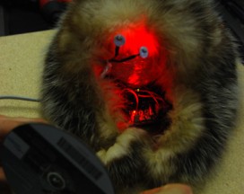 tier3 Integration Animal, life simulating object by Daphne Keramidas and Tine Tillmann