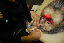 Integration Animal, life simulating object by Daphne Keramidas and Tine Tillmann